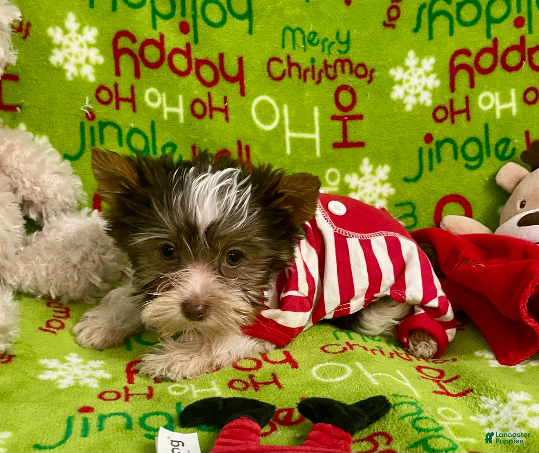 Yorkshire Terrier dogs for sale: Choc Merle Tommy  - Ad 13