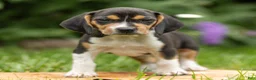 Beagle dogs for sale: Liberty - Ad 1