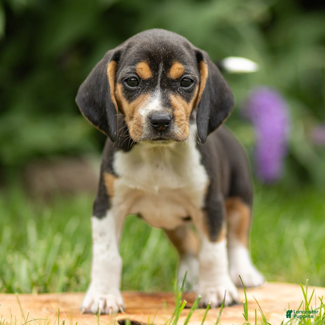 Beagle dogs for sale: Liberty - Ad 1