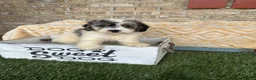 Mini Bernedoodle dogs for sale: Bee - Ad 5