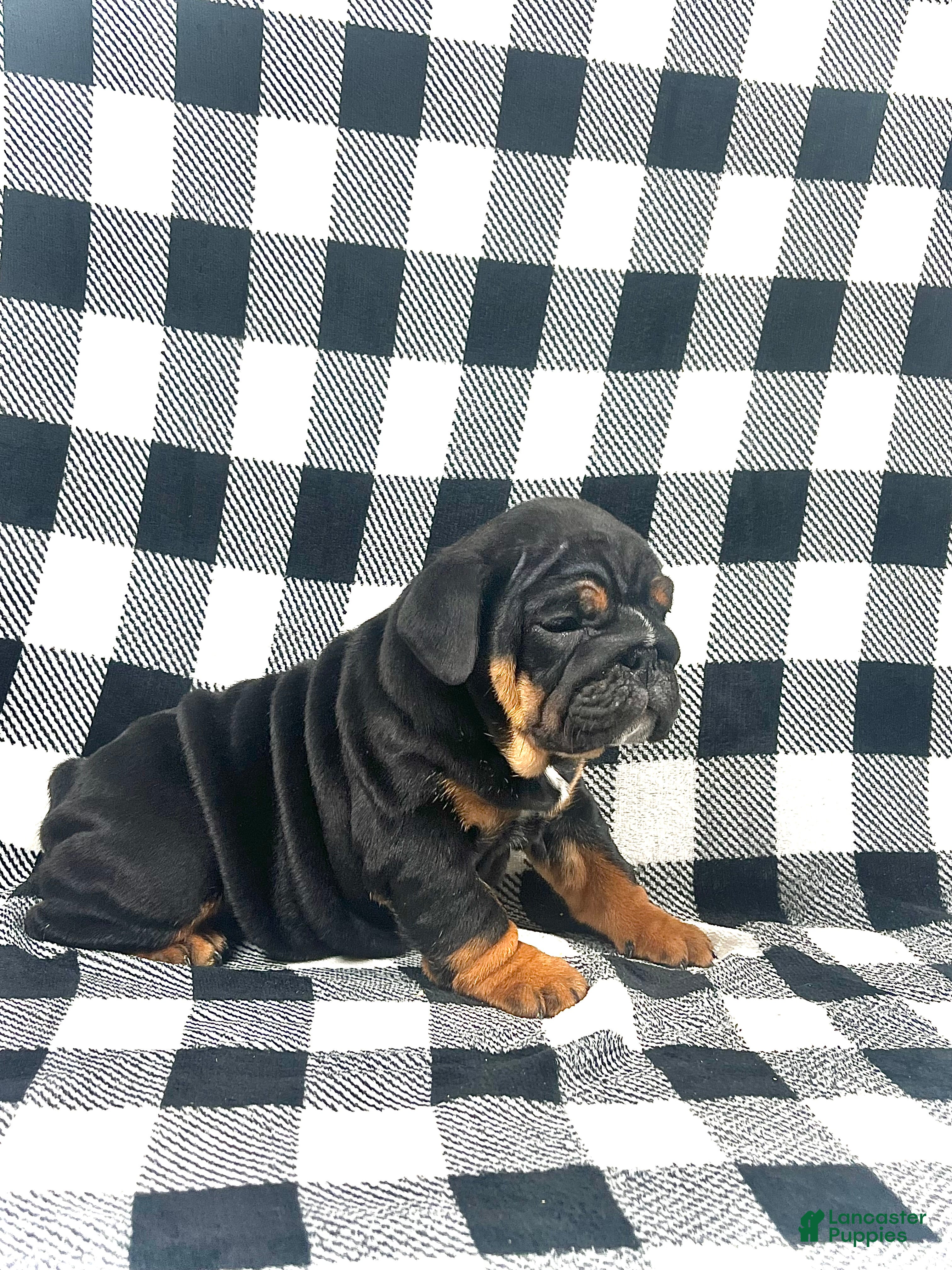 English Bulldog dogs Grace - Ad 21