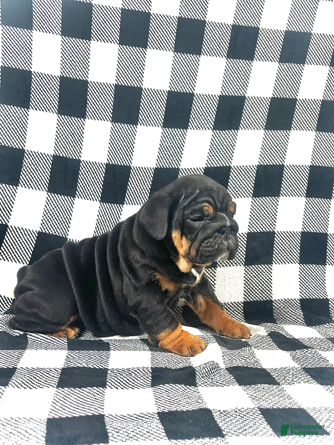 English Bulldog dogs for sale: Grace - Ad 1