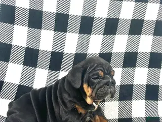 English Bulldog dogs Grace - Ad 21