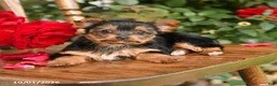 Yorkshire Terrier dogs for sale: Wanda - Ad 5