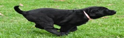 Labrador Retriever dogs for sale: Briella - Ad 16