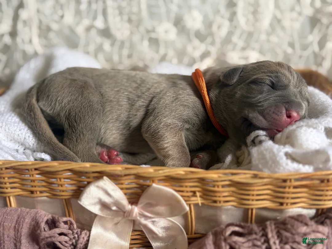 Cane Corso dogs for sale: Cane Corso Puppy 5 - Ad 2