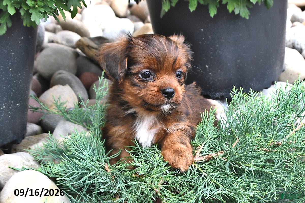 Shorkie dogs Brooke - Ad 2