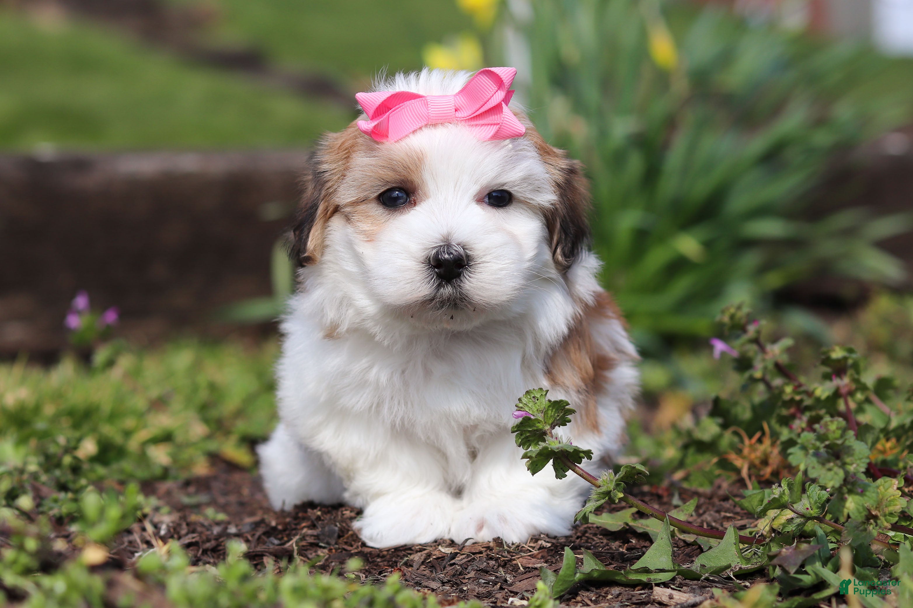 Morkie dogs Scarlett - Ad 2