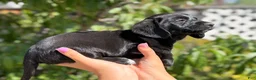 Mixed Breed dogs for sale: Liam - Ad 4
