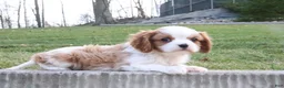 Cavalier King Charles Spaniel dogs for sale: Teddy - Ad 7
