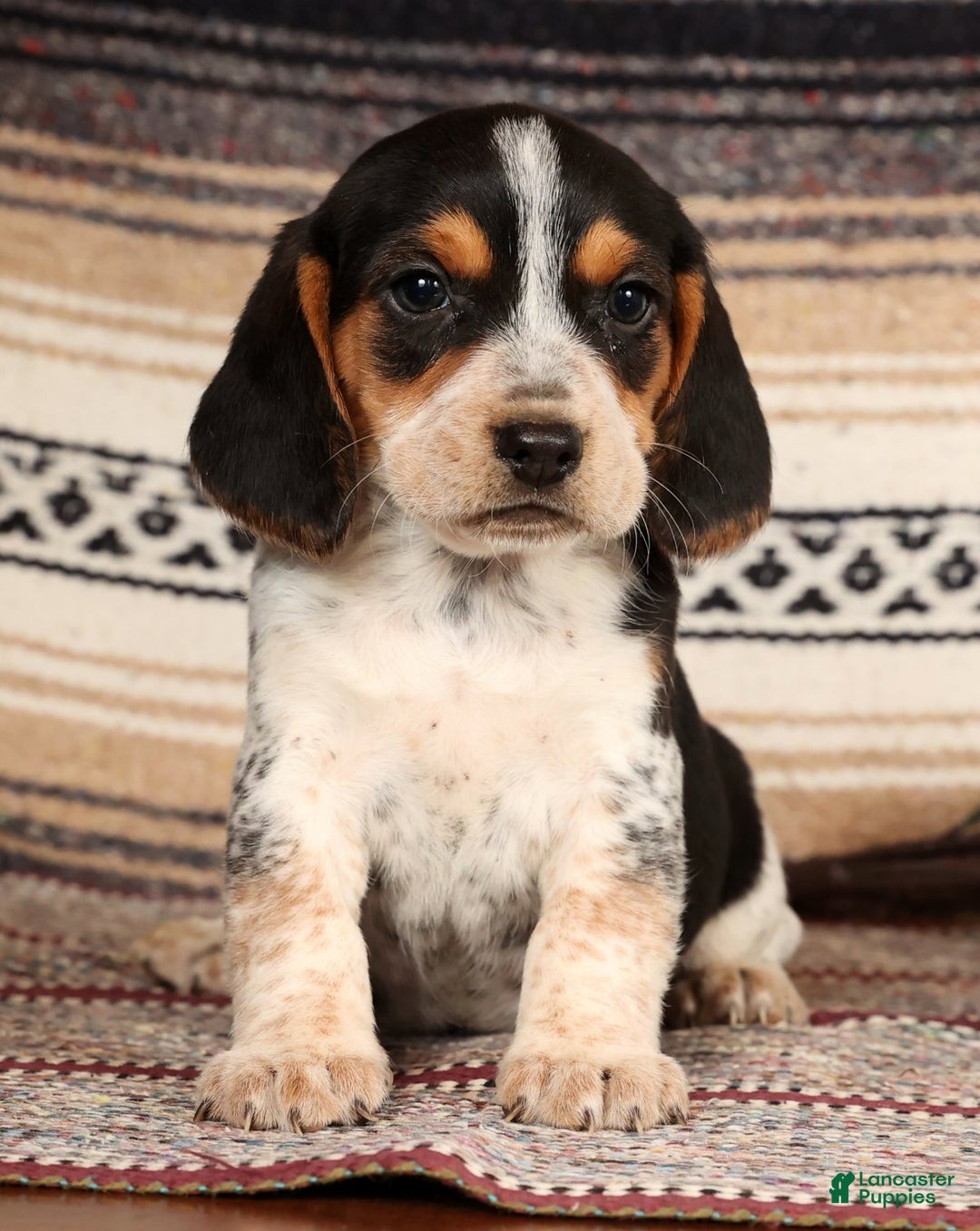 Beagle dogs for sale: Cash - Ad 2