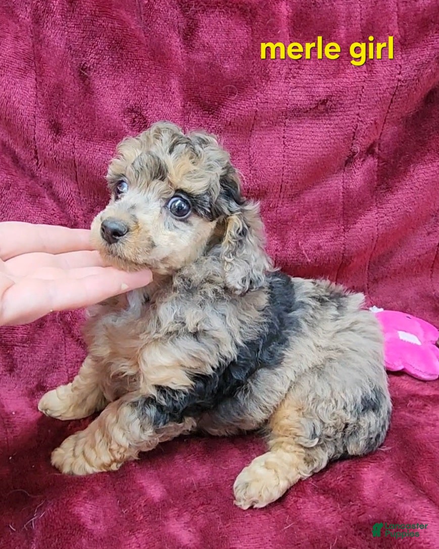 Miniature Poodle dogs Miniature Poodle merle girl - Ad 1