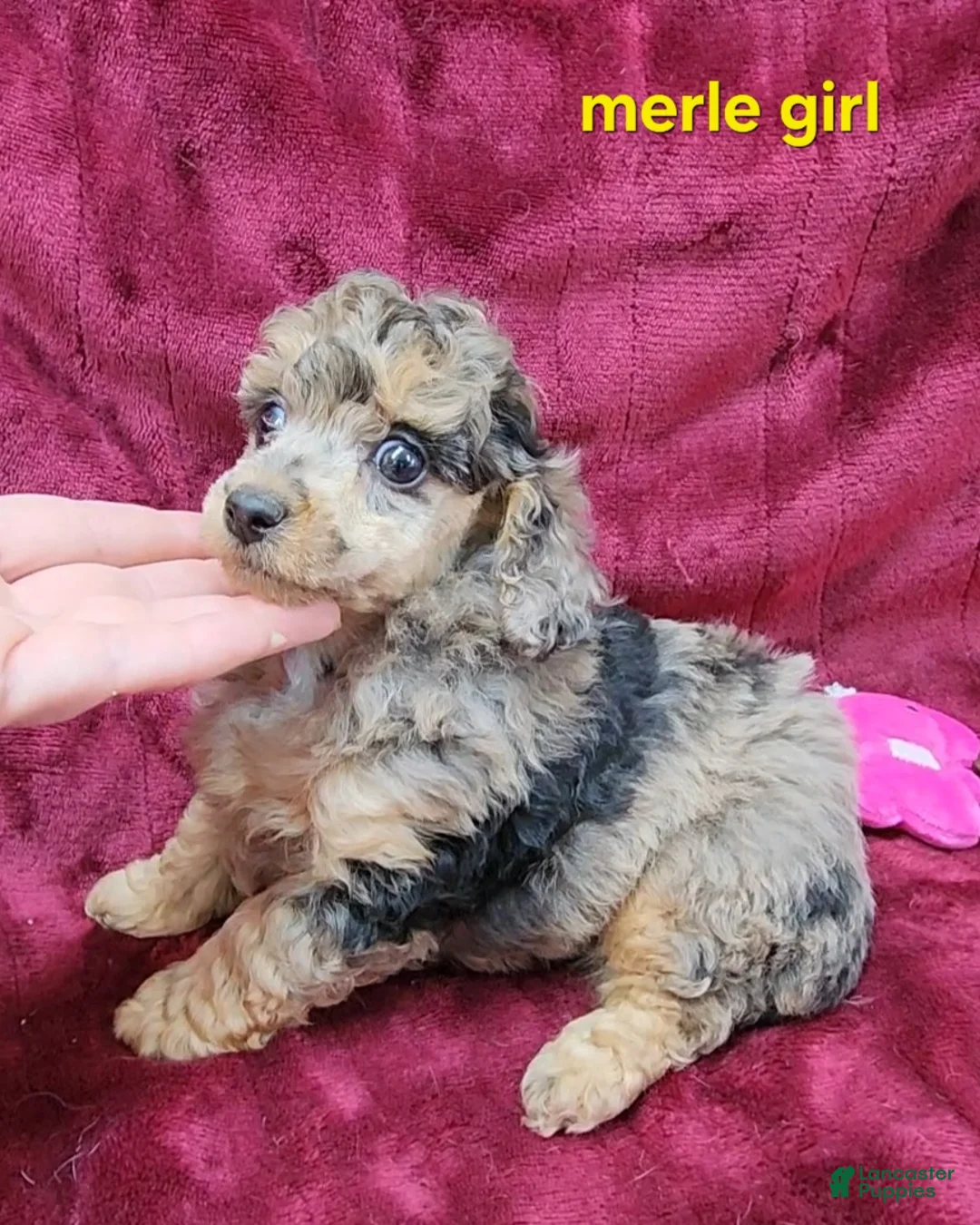 Miniature Poodle dogs for sale: Miniature Poodle merle girl - Ad 1