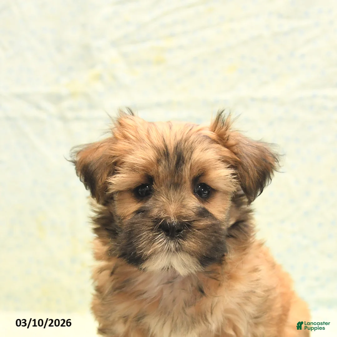 Morkie dogs for sale: Toby - Ad 5