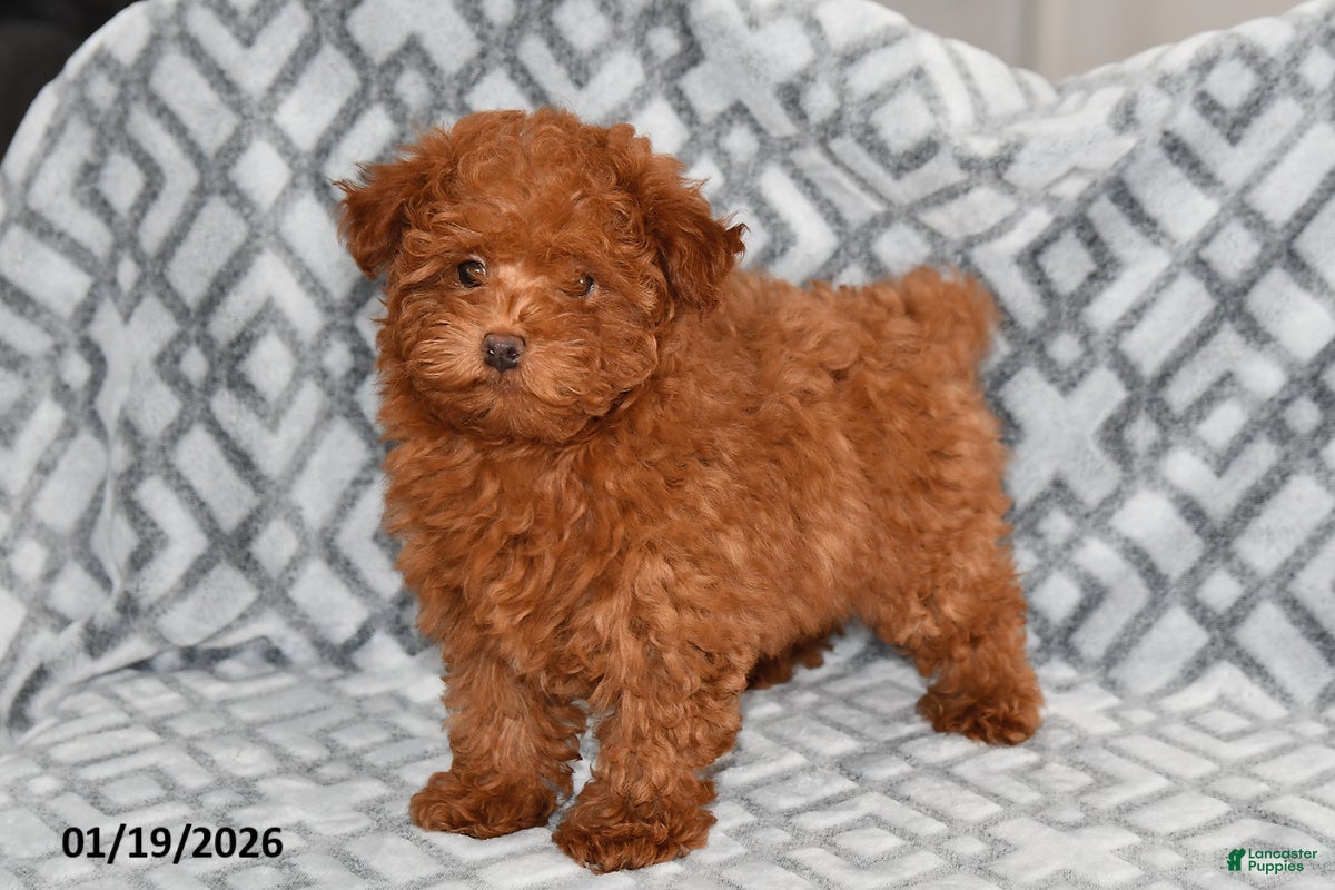 Bichpoo dogs Ember - Ad 26