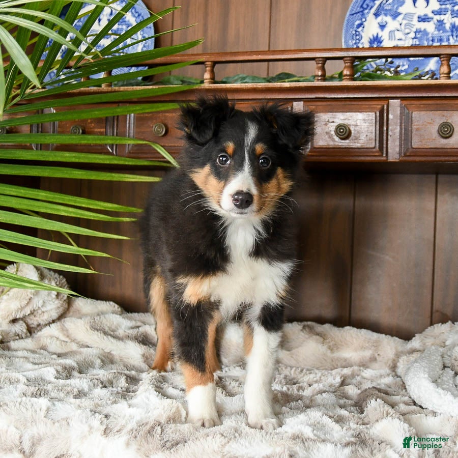 Shetland Sheepdog dogs Mike - Ad 1