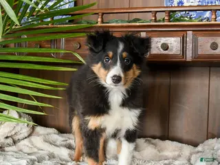 Shetland Sheepdog dogs Mike - Ad 1