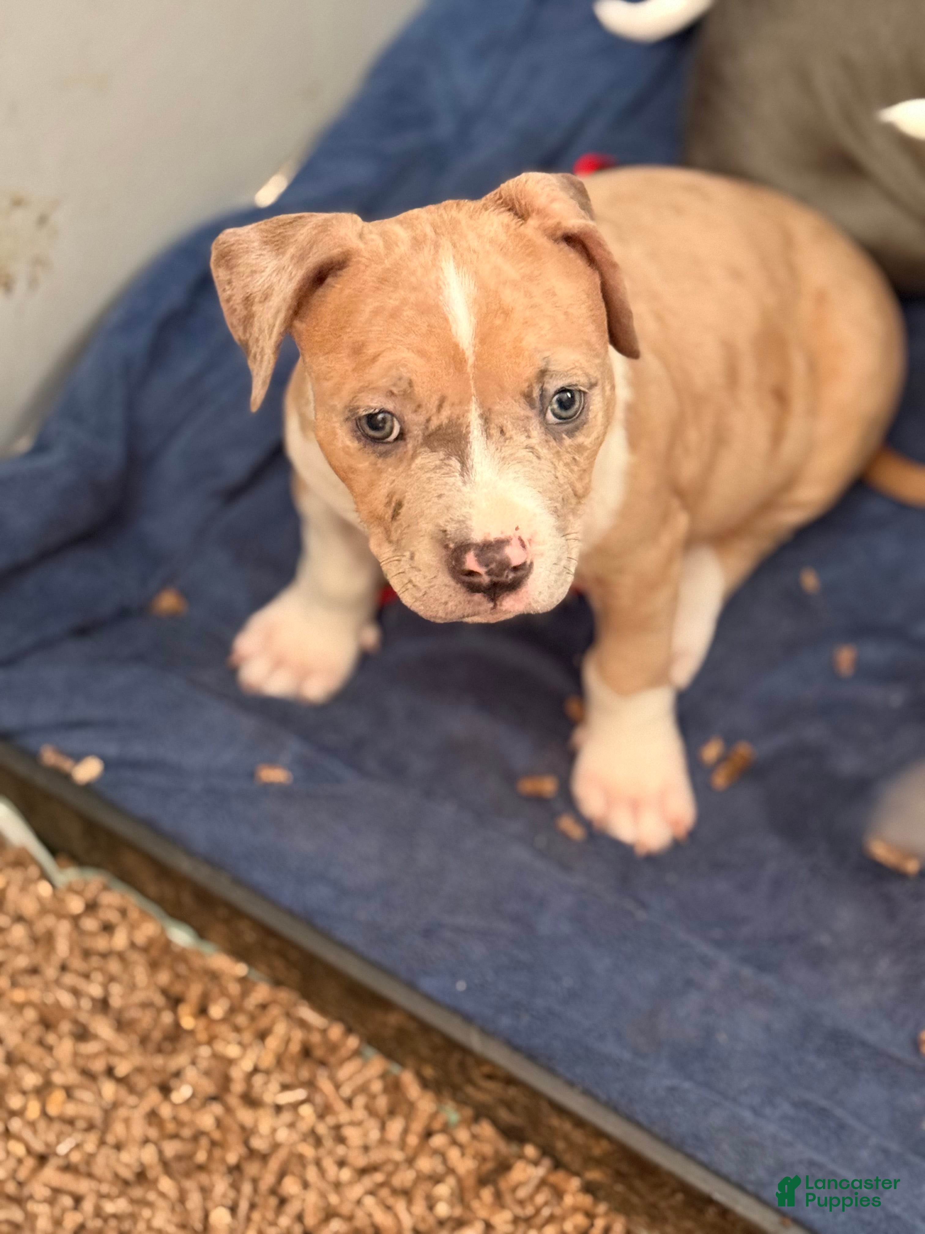 American Bully dogs American Bully Puppy 1 - Ad 34