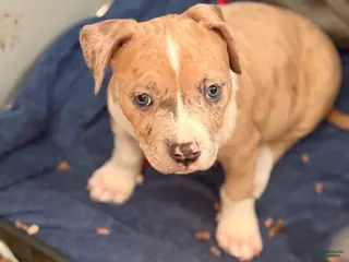 American Bully dogs American Bully Puppy 1 - Ad 34