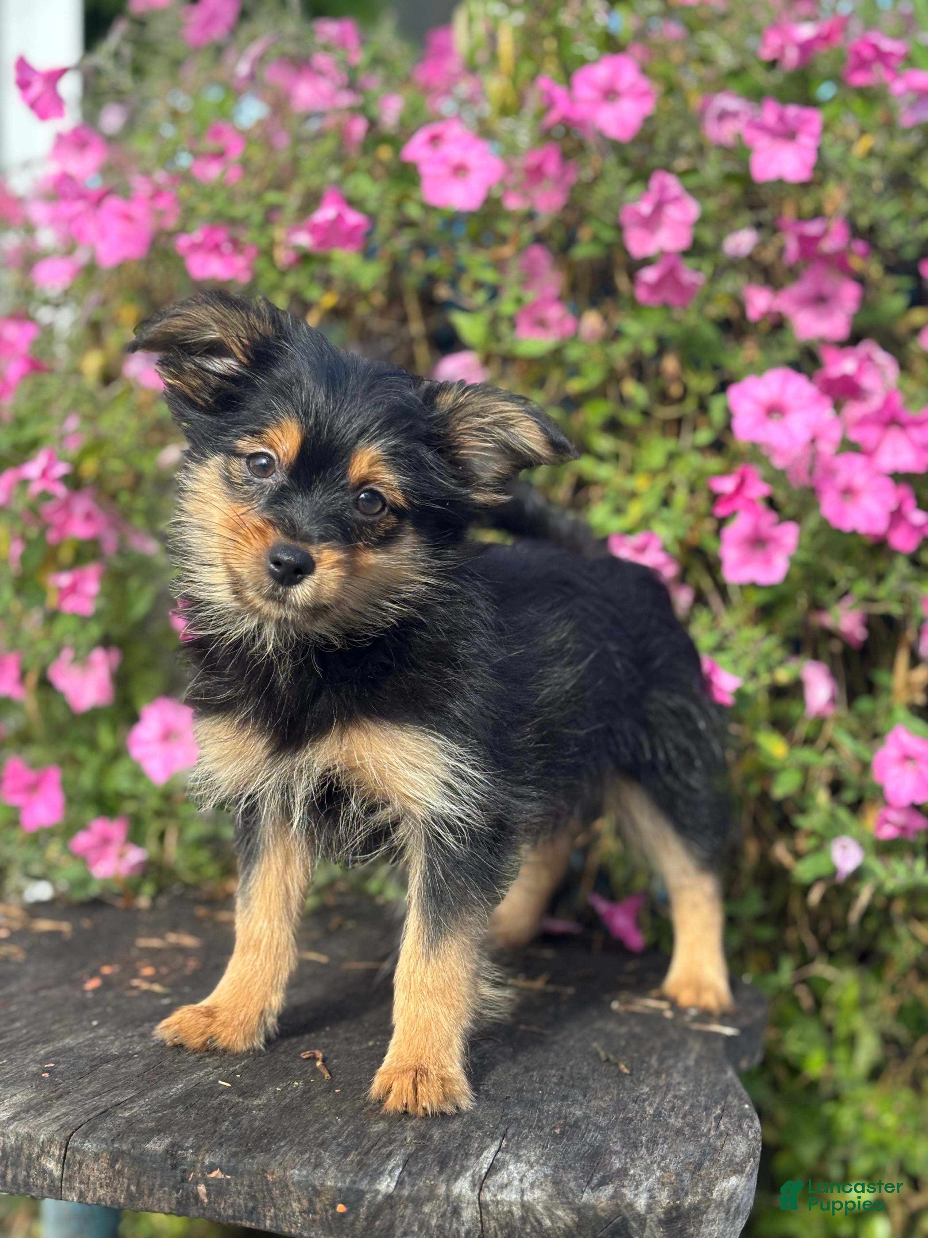 Mixed Breed dogs Luna - Ad 2