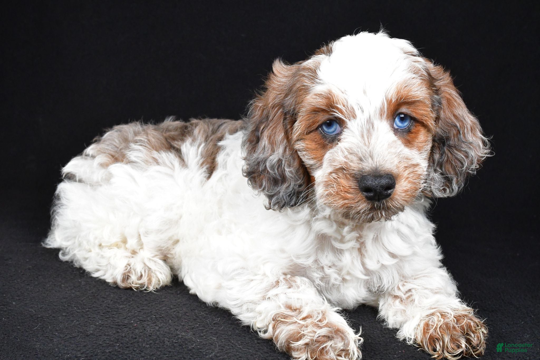 Cockapoo dogs Finley - Ad 2