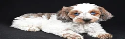 Cockapoo dogs for sale: Finley - Ad 2