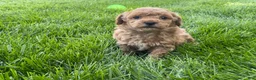 Miniature Poodle dogs for sale: Aaron Miniature Poodle Puppy  - Ad 5