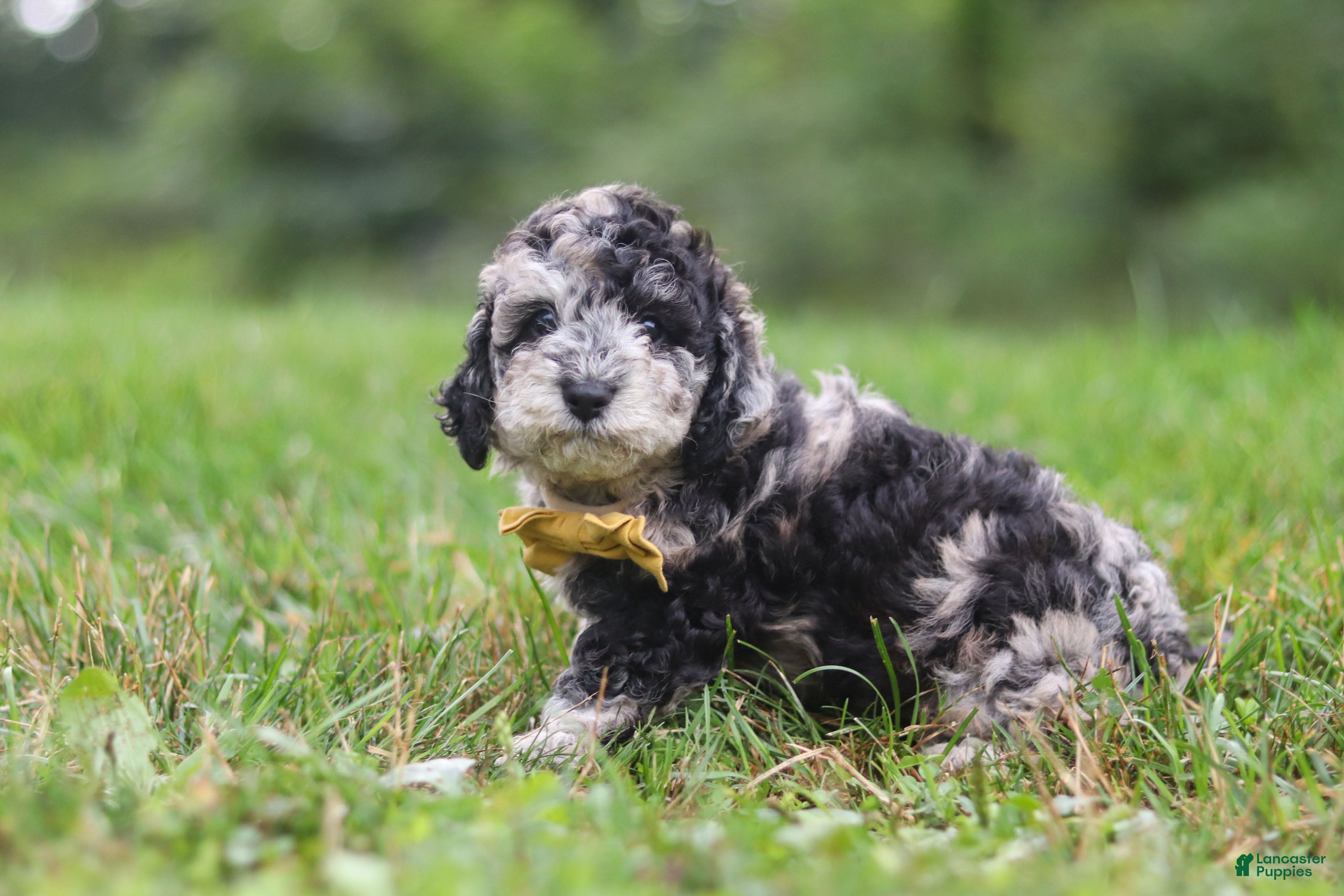 Cavapoo dogs Jonah - Ad 2