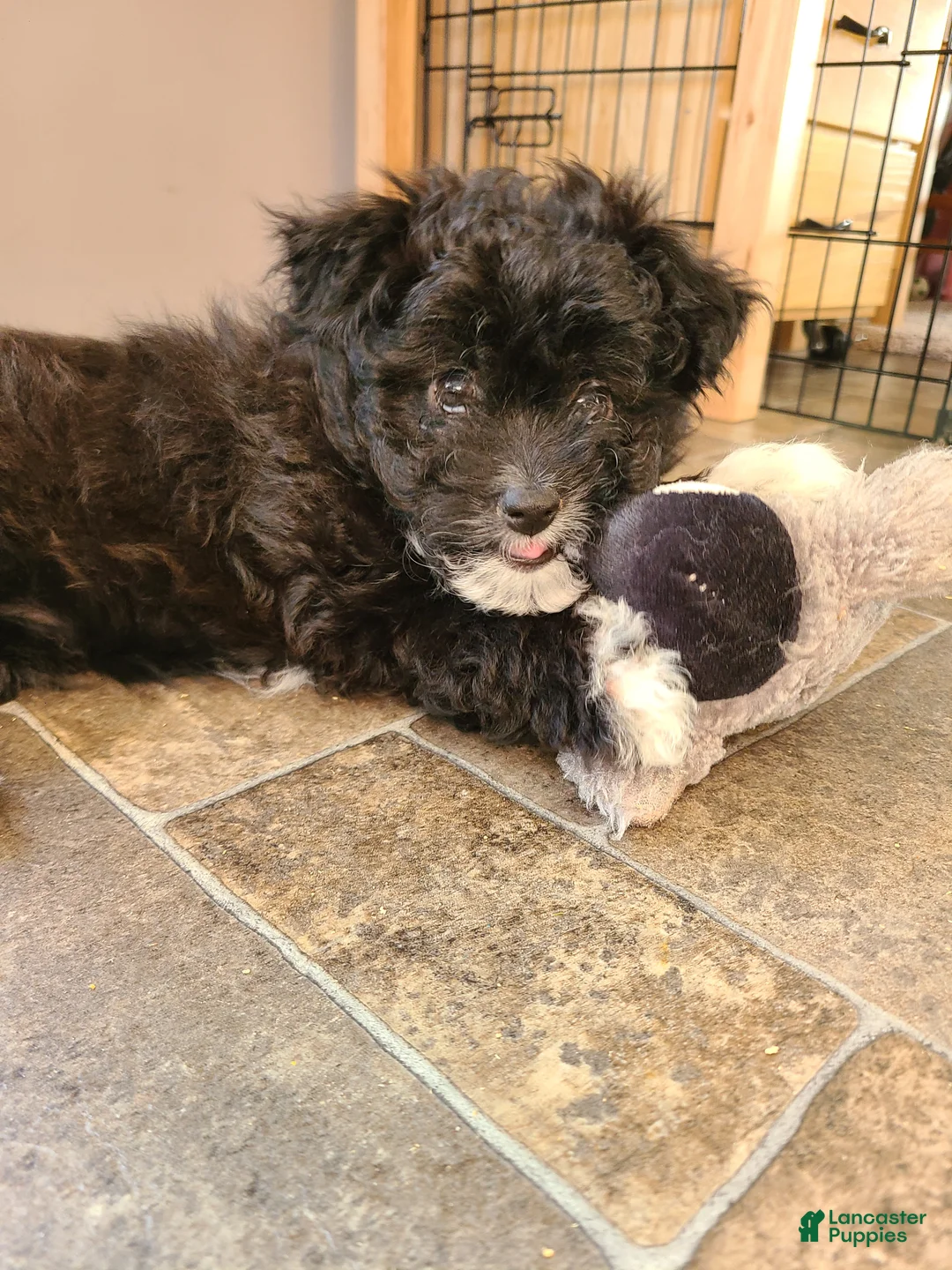 Pomapoo dogs for sale: Pomapoo Puppy 2 - Ad 3