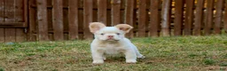 French Bulldog dogs for sale: French Bulldog Puppy 1 - Ad 4