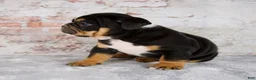 Beabull dogs for sale: Grady - Ad 4