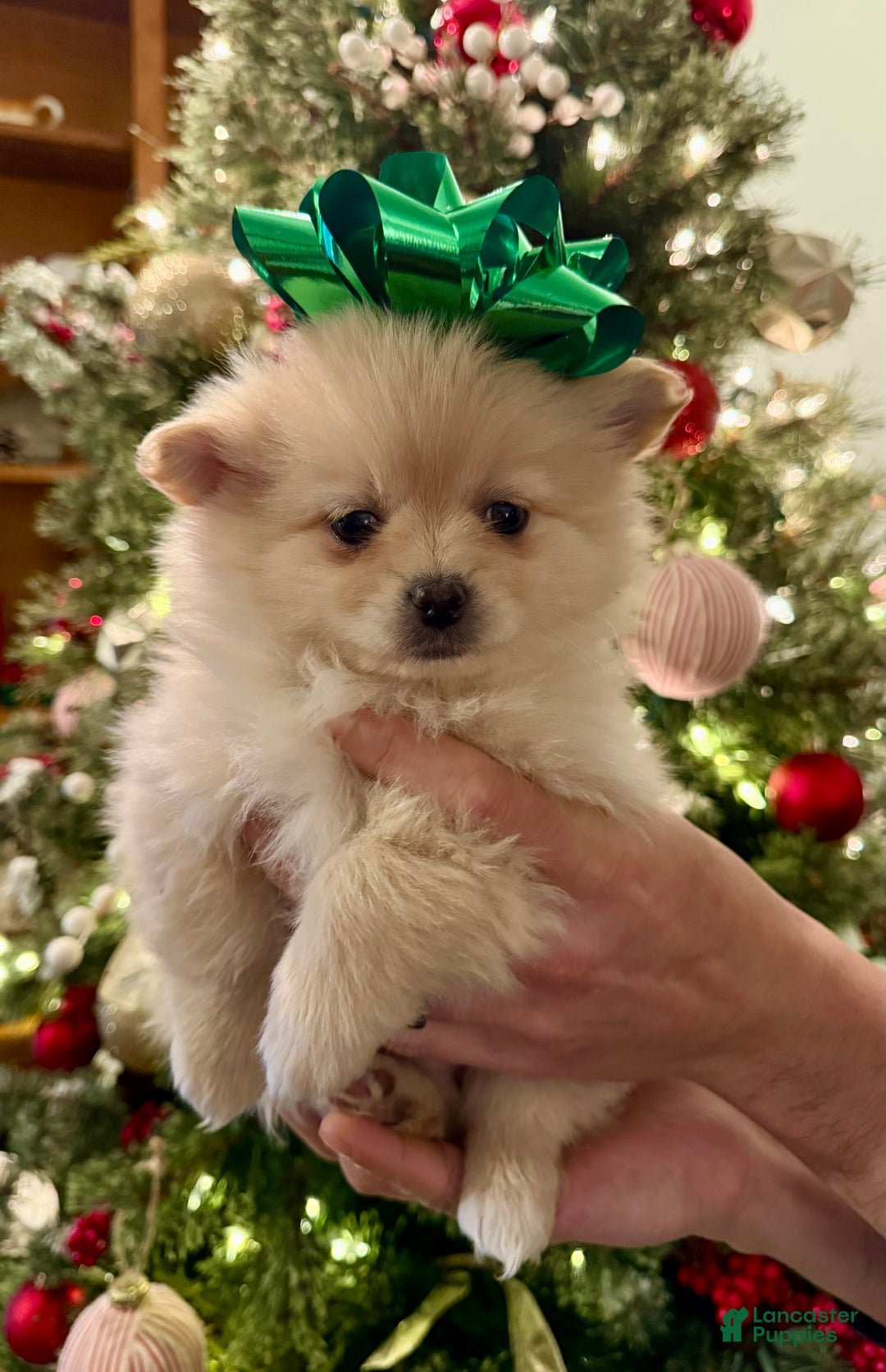 Pomeranian dogs for sale: Pomeranian Puppy 1 - Ad 1