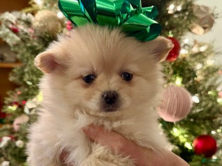 Pomeranian dogs Pomeranian Puppy 1 - Ad 38