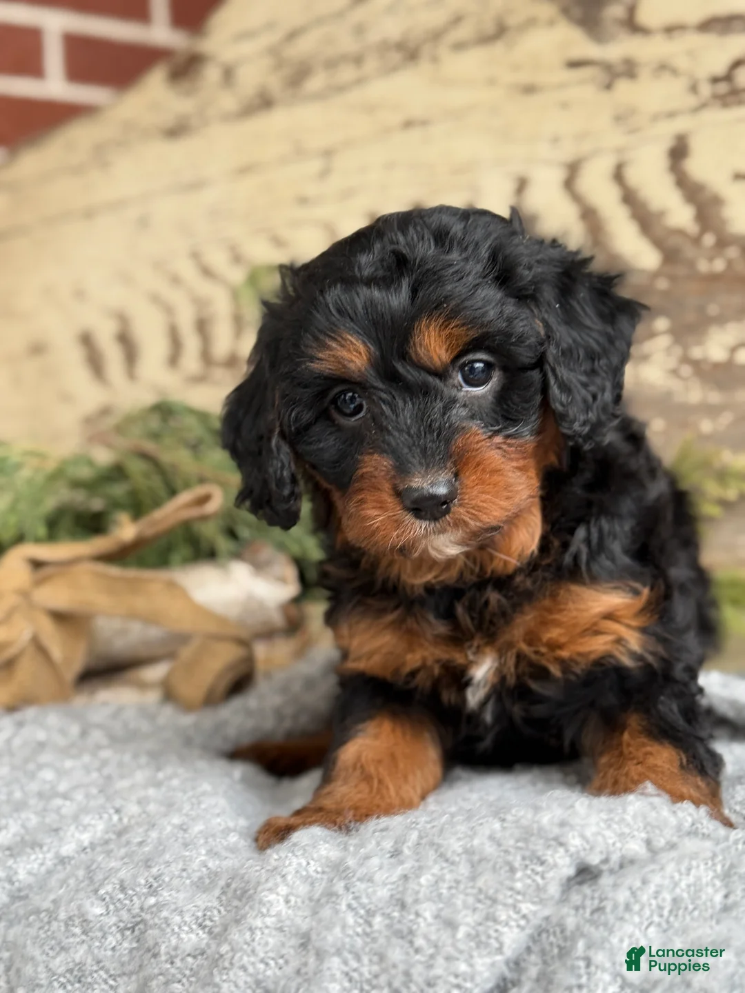 Mixed Breed dogs for sale: Marsh - Ad 12