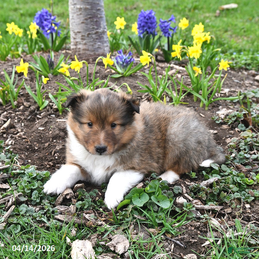 Shetland Sheepdog dogs Micah - Ad 2