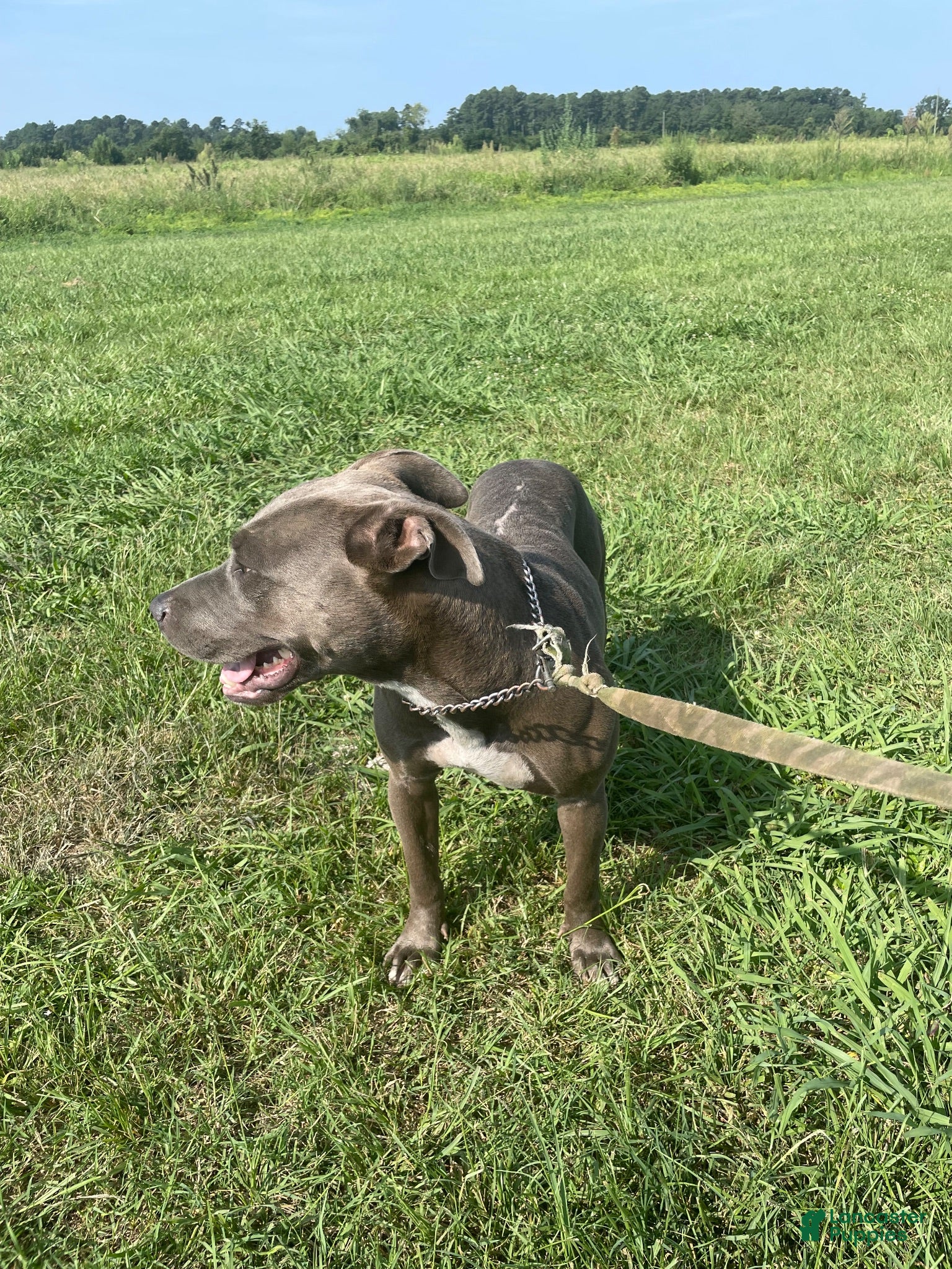American Pit Bull Terrier dogs American Pit Bull Terrier 1 - Ad 17