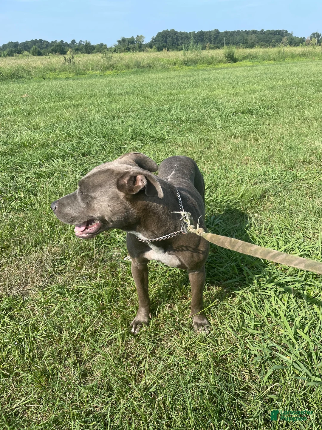 American Pit Bull Terrier dogs for sale: American Pit Bull Terrier 1 - Ad 1
