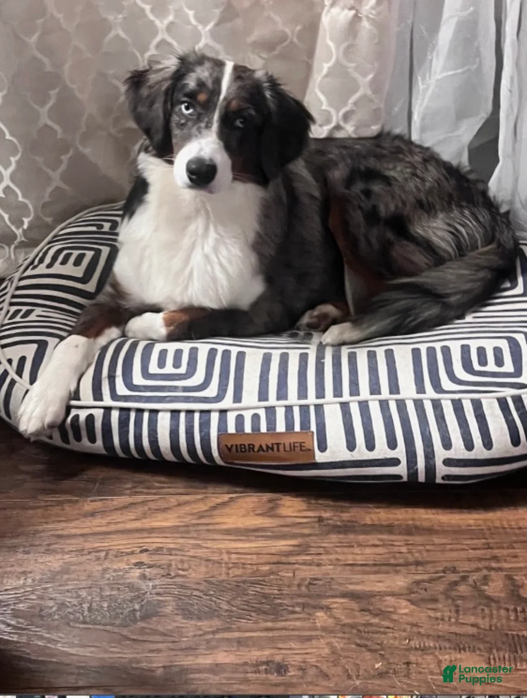 Mixed Breed dogs for sale: Mini Australian Shepherd  - Ad 6