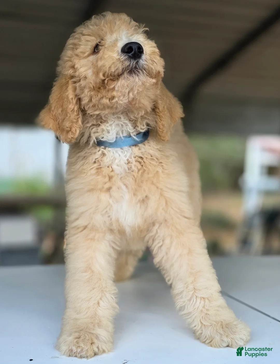 Goldendoodle dogs for sale: Dude - Ad 7