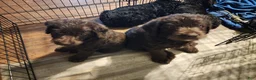 Labradoodle dogs for sale: Labradoodle chocolate black collar - Ad 9