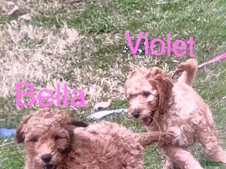 Goldendoodle dogs Bella - Ad 42
