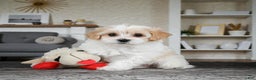 Maltipoo dogs for sale: Daisy - Ad 3
