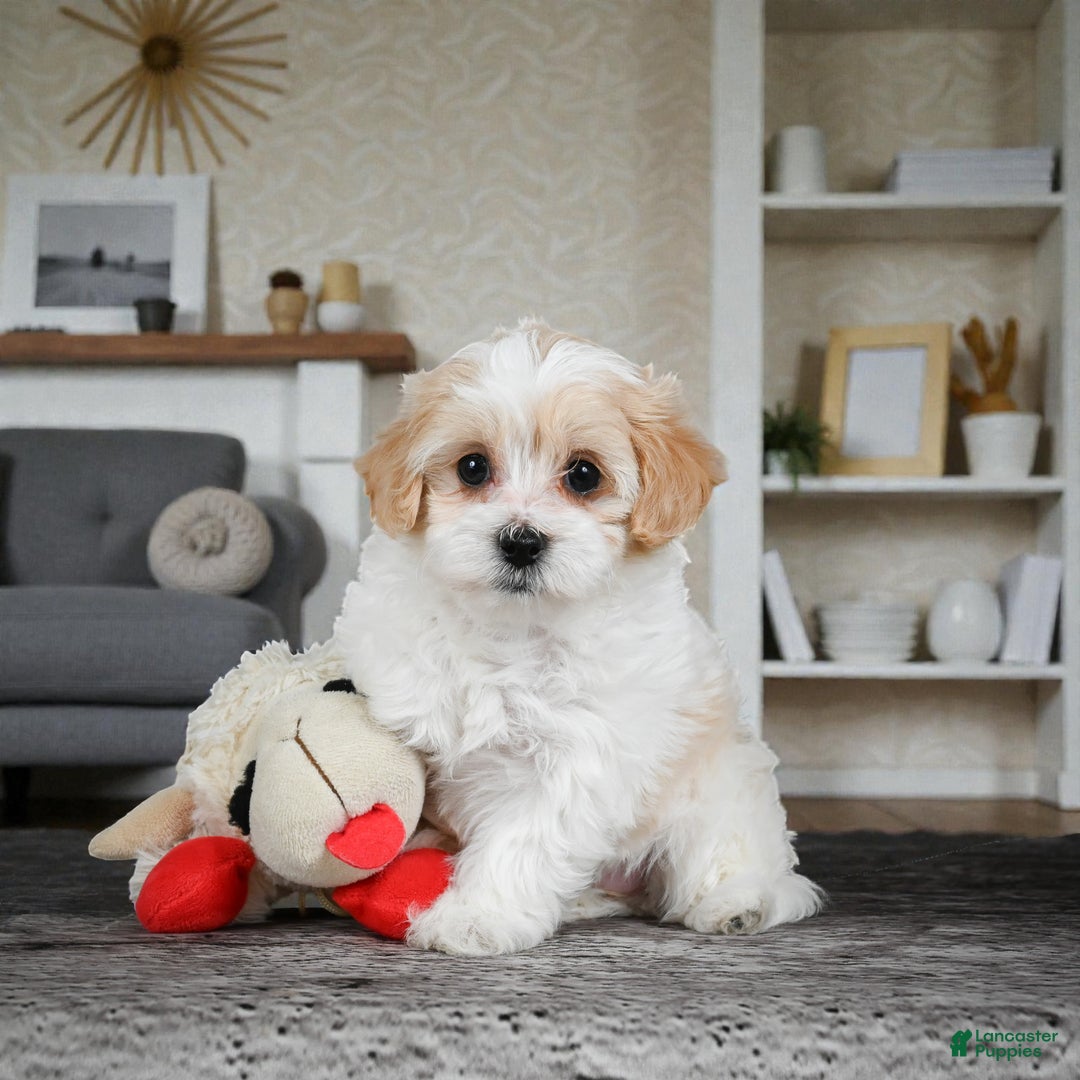 Maltipoo dogs for sale: Daisy - Ad 3
