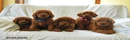 Mini Goldendoodle dogs for sale: Lincoln - Ad 5