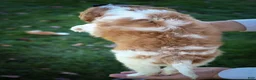 Cavalier King Charles Spaniel dogs for sale: Patches💙 - Ad 19