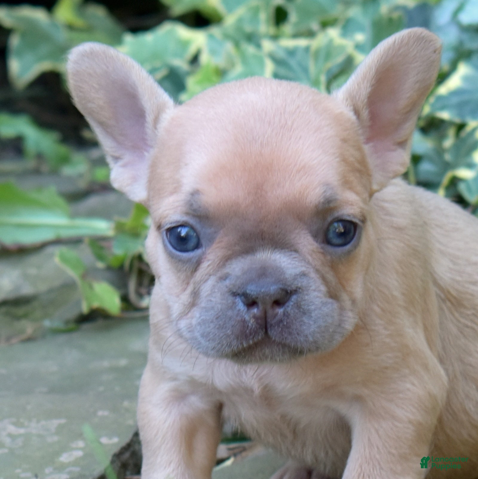 French Bulldog dogs Pumpkin - Ad 2