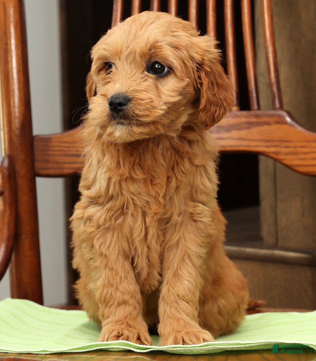 Mini Goldendoodle dogs for sale: Paige - Ad 3