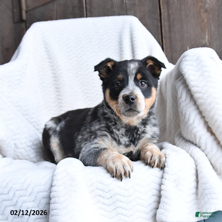 Australian Cattle Dog dogs Moose - Ad 9