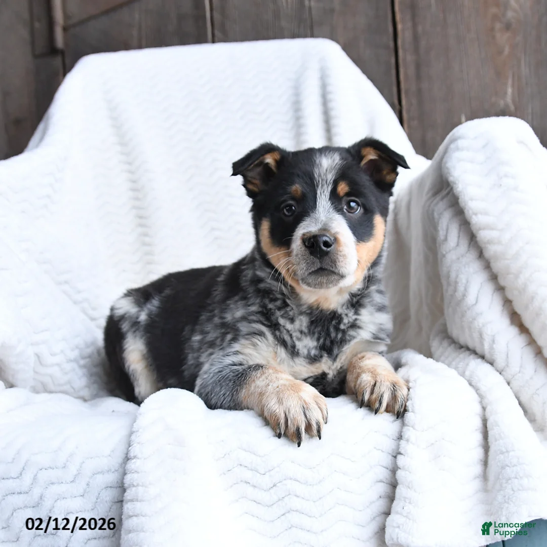 Australian Cattle Dog dogs for sale: Moose - Ad 1