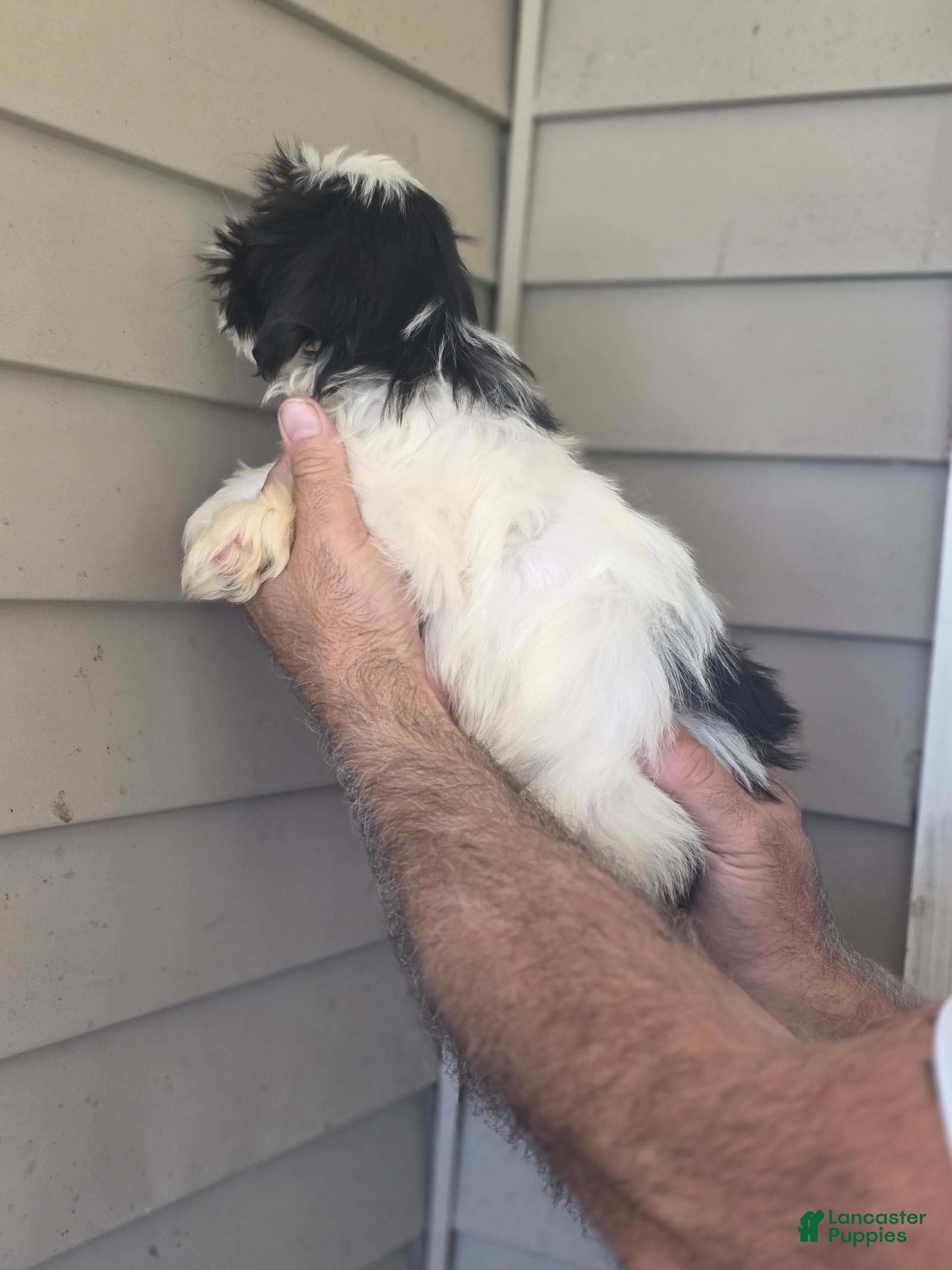 Shih Tzu dogs Jack  - Ad 2